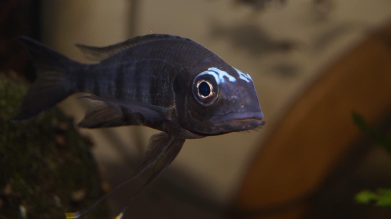 Ophthalmotilapia sp. 'whitecap' Mabilibili Bay